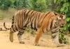 Woman Killed in Tiger Attack in Maharashtra’s Chandrapur