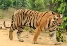 Woman Killed in Tiger Attack in Maharashtra’s Chandrapur