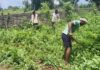 Malkangiri Villagers Destroy Cannabis Crop, Seek Government Support For Livelihood