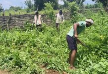 Malkangiri Villagers Destroy Cannabis Crop, Seek Government Support For Livelihood
