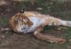 Man Killed by Tiger After Entering Enclosure in Wildlife Park