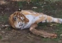 Man Killed by Tiger After Entering Enclosure in Wildlife Park