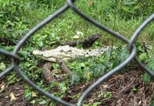 White Crocodile Sweta’s Seven-year Isolation Sparks Calls For Release Into Odisha River
