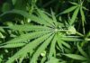No Illegal Ganja Cultivation Detected In ASR District In 2025-26