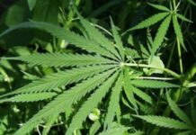 No Illegal Ganja Cultivation Detected In ASR District In 2025-26