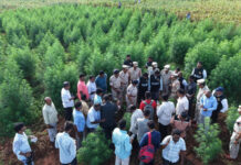Nellore Police Bust Ganja Cultivation In Maize Field, 6 Held