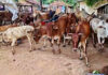Anakapalle Tribal Farmers Plough Parched Fields, Seek Drought Relief