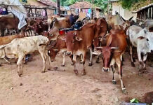 Anakapalle Tribal Farmers Plough Parched Fields, Seek Drought Relief