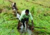 Godavari Levels Dip, Farmers Worry Over Irrigation