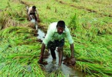 Godavari Levels Dip, Farmers Worry Over Irrigation