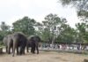 Hyderabad: Nehru Zoo Sees 20,480 Visitors Amid Dasara Rush