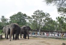 Hyderabad: Nehru Zoo Sees 20,480 Visitors Amid Dasara Rush
