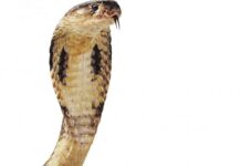 Visakhapatnam: 70-Year-Old Man Dies of Sea Snakebite