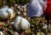 Drought Threatens Cotton Yield In Adilabad District, Farmers Fear Losses