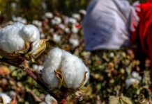 Drought Threatens Cotton Yield In Adilabad District, Farmers Fear Losses