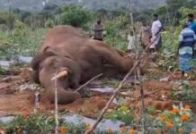 Wild Elephant Dies After Coming Into Contact With Live Wires in Chittoor