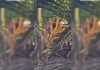 Leopard Sighted Atop Coconut Tree in Karnataka’s Tumakuru District