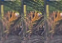 Leopard Sighted Atop Coconut Tree in Karnataka’s Tumakuru District