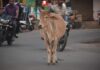 Stray Cattle on Poonamallee High Road Pose Threat to Motorists, Pedestrians