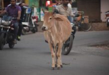 Stray Cattle on Poonamallee High Road Pose Threat to Motorists, Pedestrians
