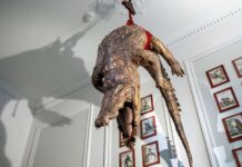People Enter Cages While The Animals Seem Free at A Unique Amsterdam Museum