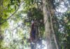 New Home For Orangutans Rescued From Indonesia’s Burning Forests