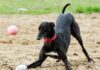 Welsh racing ban rehoming standoff sparks fears for greyhounds’ welfare