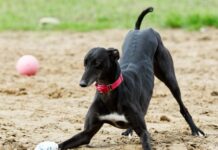 Welsh racing ban rehoming standoff sparks fears for greyhounds’ welfare