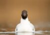 Seabird numbers bounce back in Solent region after 2022 avian flu wipeout