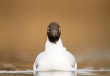 Seabird numbers bounce back in Solent region after 2022 avian flu wipeout