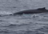 I’m a wildlife cameraman but ‘special’ rare sightings can still take me by surprise
