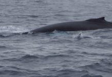 I’m a wildlife cameraman but ‘special’ rare sightings can still take me by surprise