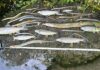 South West Water given lowest environmental rating