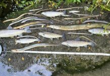 South West Water given lowest environmental rating