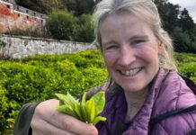 More tea? How Scotland’s crops of the future could be set to change