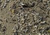 Denmark nurdles may be from Tyne spill, agency says