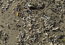 Denmark nurdles may be from Tyne spill, agency says