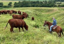 American ranchers wrestle with soaring costs – and their loyalty to Trump