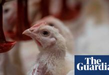 RSPCA NSW vice-president quits over welfare standards for RSPCA-branded chicken