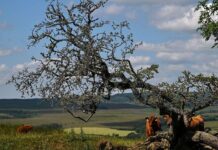 Wildlife appeal closes in on £30m target