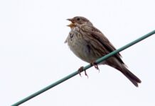 Estate records ‘abundance’ of wildlife despite drought