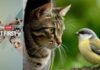 Pet First | Can Your Cat Catch Bird Flu? Symptoms, Causes And Treatment Every Pet Parent Should Know