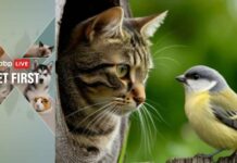 Pet First | Can Your Cat Catch Bird Flu? Symptoms, Causes And Treatment Every Pet Parent Should Know