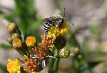 Tiny zebra-striped bee in West a ‘huge surprise’