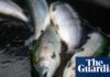 Lack of inspections at fish slaughterhouses a ‘disgrace’, says Animal Equality UK