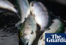 Lack of inspections at fish slaughterhouses a ‘disgrace’, says Animal Equality UK