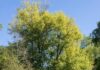Project to restore rare native trees with DNA testing