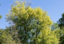 Project to restore rare native trees with DNA testing