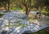 Olive harvest begins in Tarom, Iran’s major production hub
