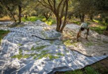 Olive harvest begins in Tarom, Iran’s major production hub